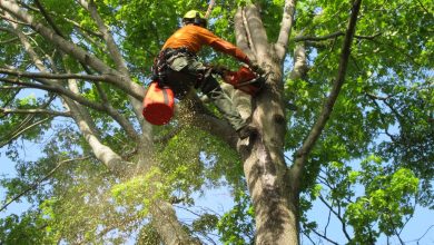 What Are The Important Benefits of High Quality Tree Service