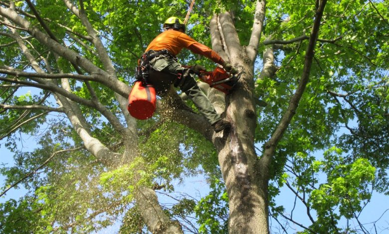 What Are The Important Benefits of High Quality Tree Service